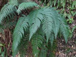 Polystichum wawranum. Mature plant growing from an erect rhizome.
 Image: L.R. Perrie © Te Papa CC BY-NC 3.0 NZ